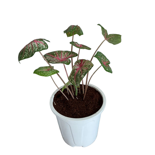 Caladium plant in 8 inch white nursery pot
