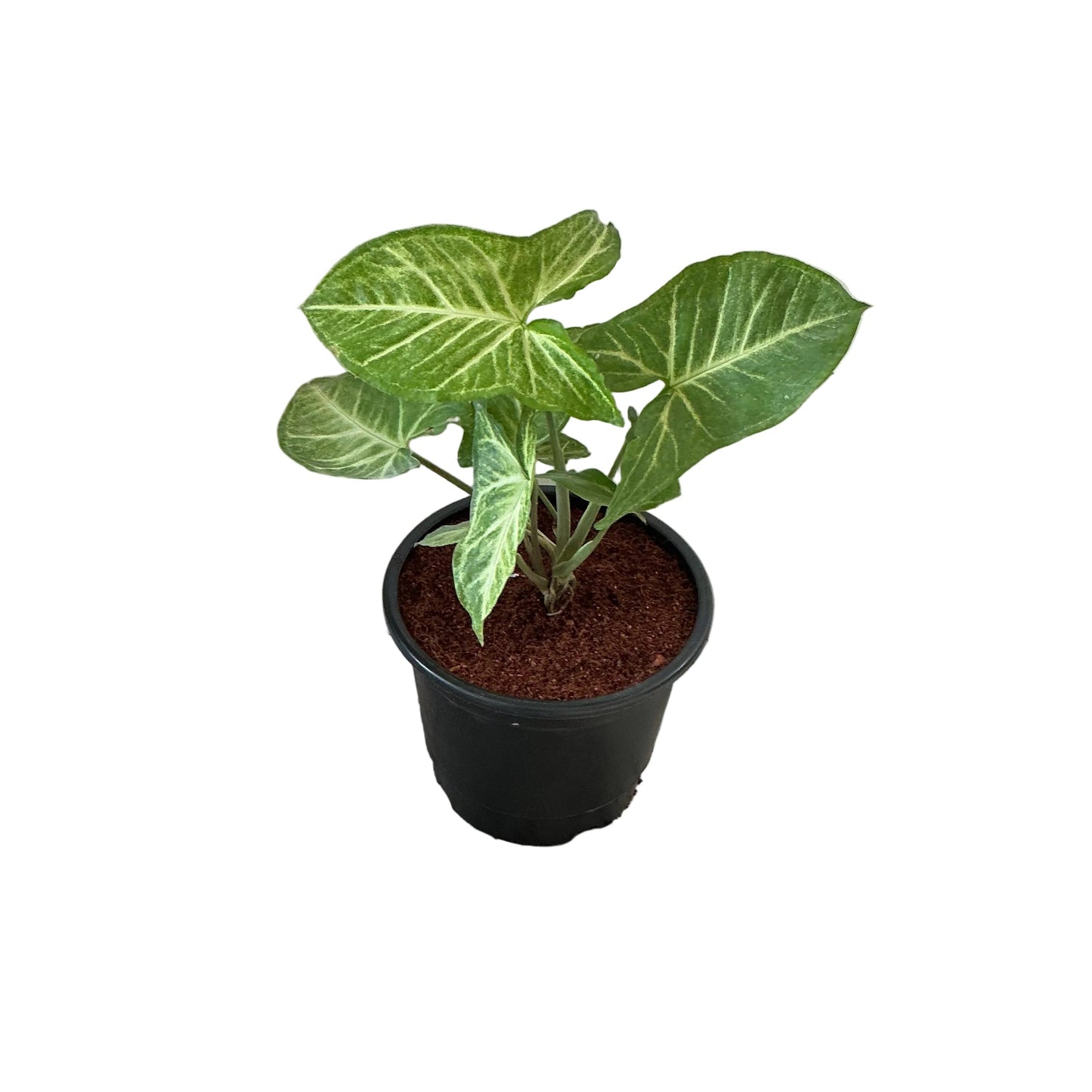 Singonium Green Plant In 6 Inch Nursery Pot
