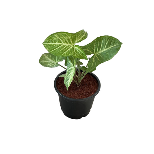 Singonium Green Plant In 6 Inch Nursery Pot