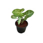 Singonium Green Plant In 6 Inch Nursery Pot