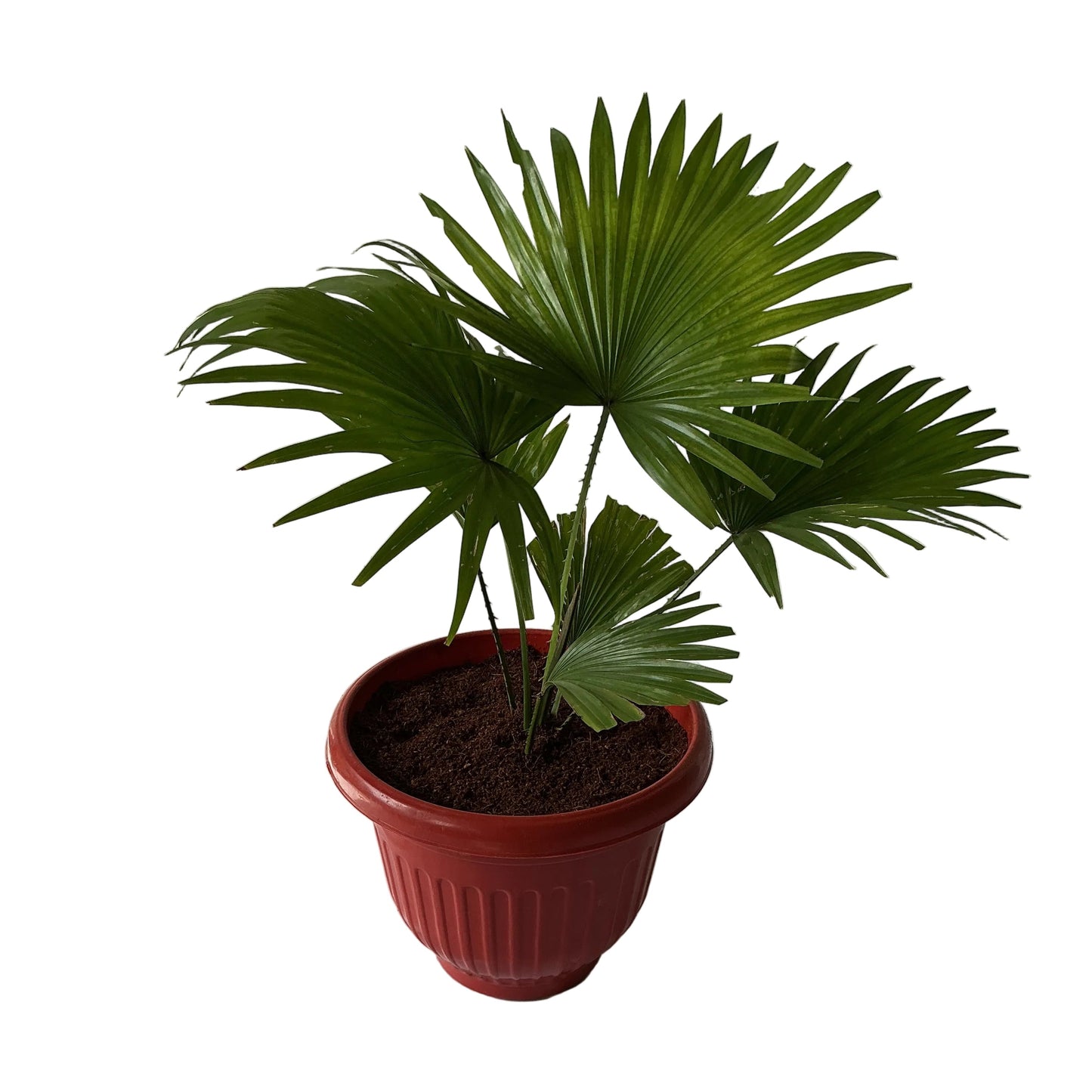 China Palm In 10 Inch Red Olive Pot