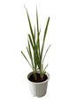 Lemon Grass Plant In 8 Inch White Nursery Pot