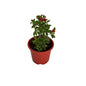 Laltena Flower Plant In 8 Inch Red Nursery Pot