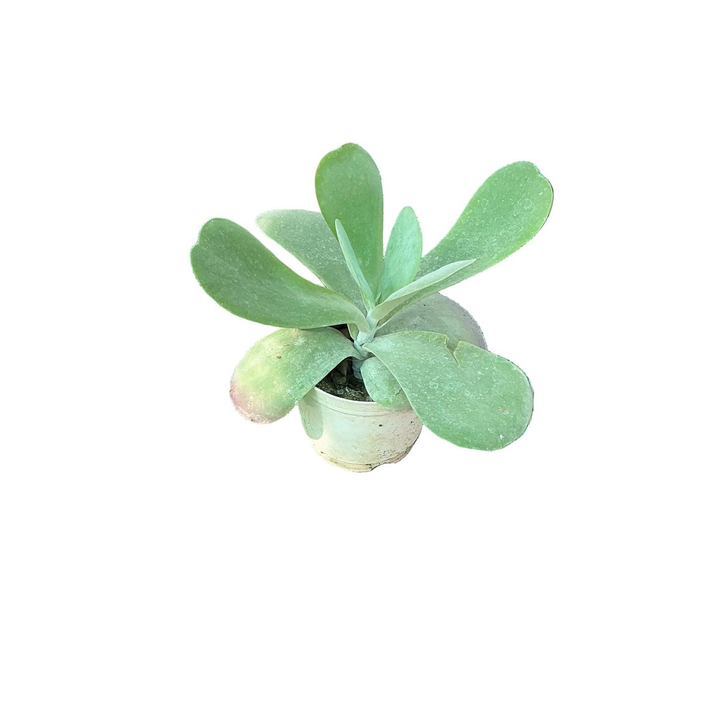 🌿 Kalanchoe thyrsiflora (Flapjack / Paddle Plant) in 3 inch nursery pot