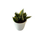 Snack dwarf plant in 5 inch white classic  round pot
