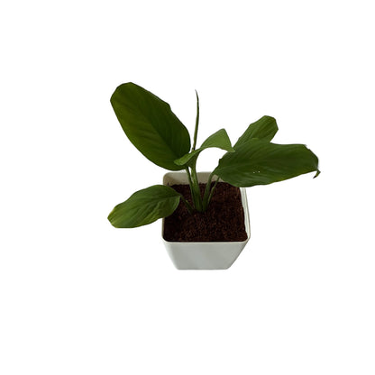 Peace lily plant in 4 inch orchid square pot
