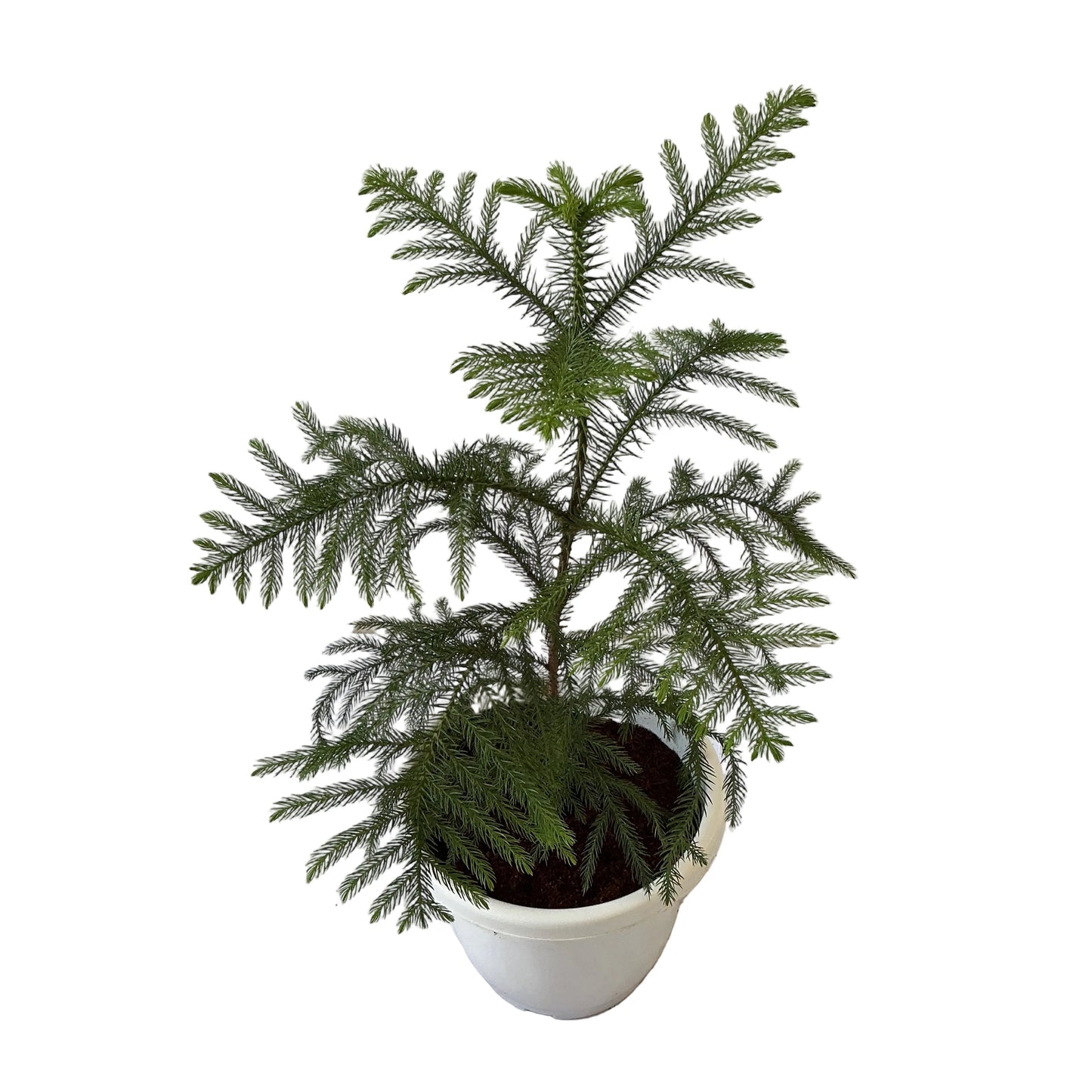 Araucaria Plant In 10 Inch White Nursery Pot