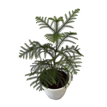 Araucaria Plant In 10 Inch White Nursery Pot