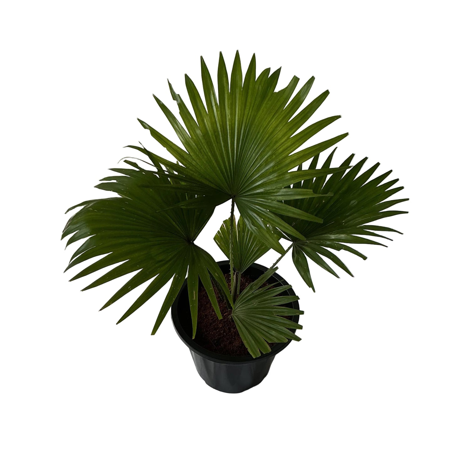 China Palm In 10 Inch Black Nursery Pot