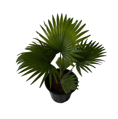 China Palm In 10 Inch Black Nursery Pot