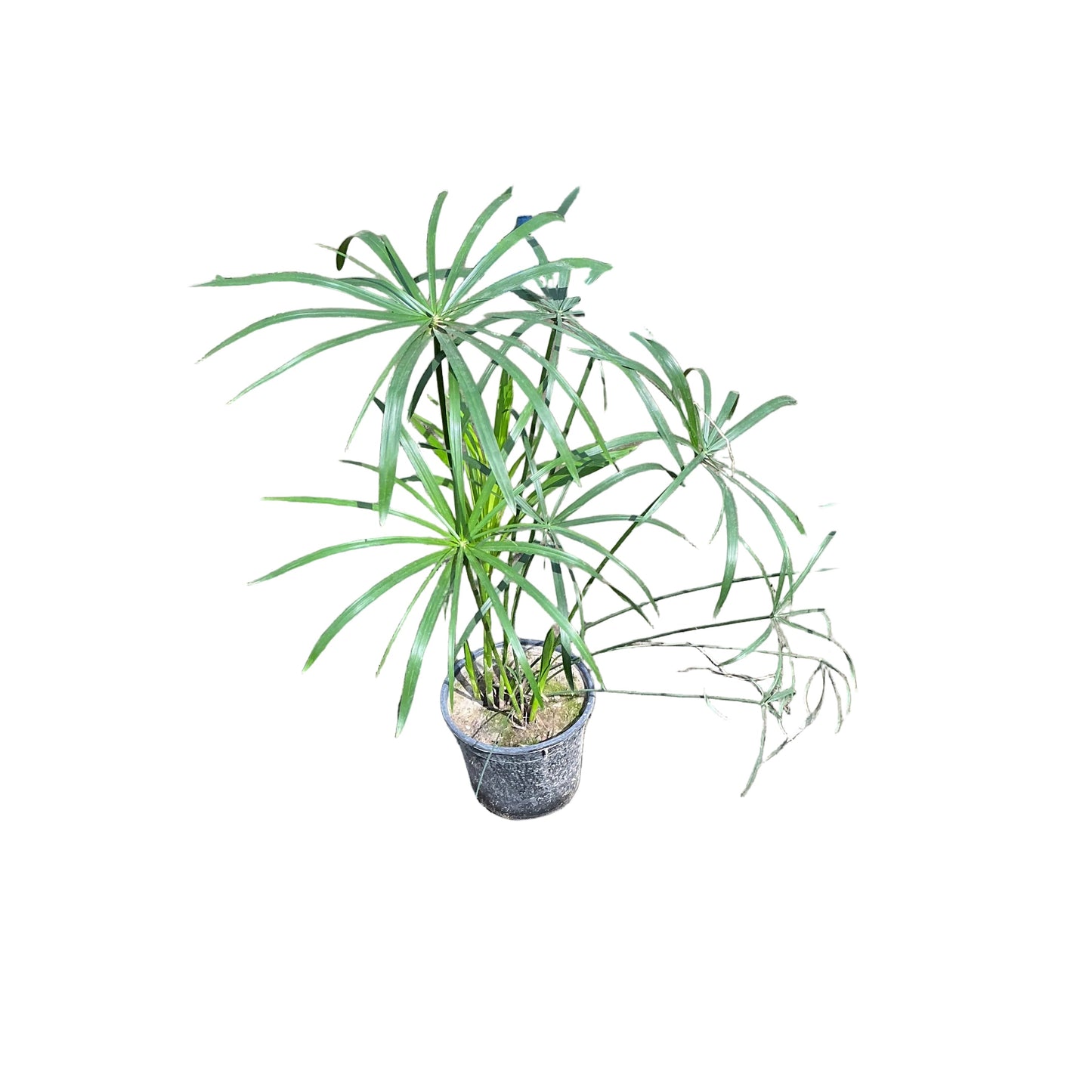Umbrella Palm In 8 Inch Nursery Pot