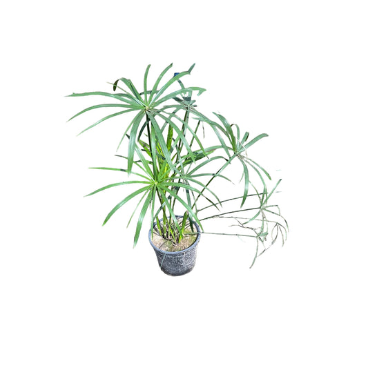 Umbrella Palm In 8 Inch Nursery Pot