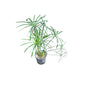 Umbrella Palm In 8 Inch Nursery Pot