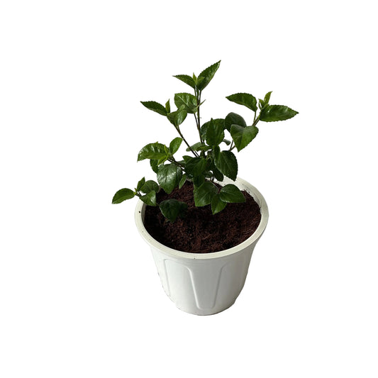 Hibiscus Flower Plant In 8 Inch White Nursery Pot