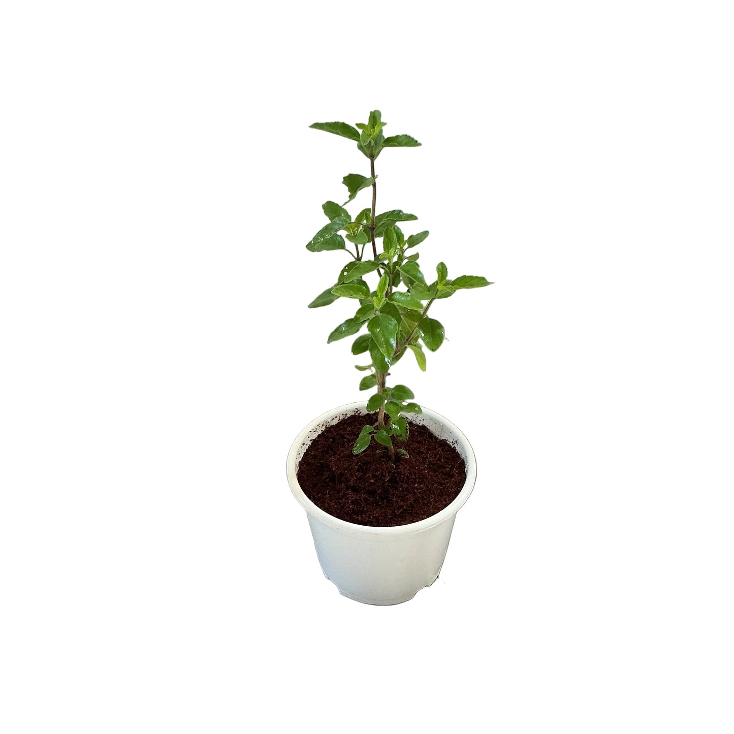 Rama Tulsi Plant In 6 Inch White Nursery Pot