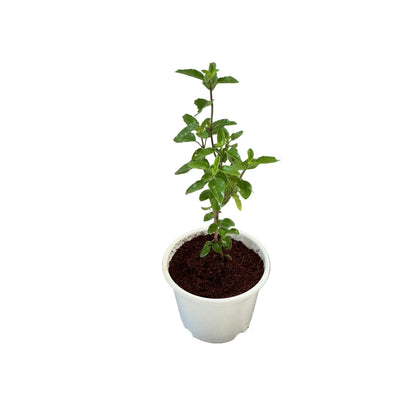Set Of-2 Rama Shyama Tulsi In 6 Inch White Nursery Pot