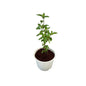 Rama Tulsi Plant In 6 Inch White Nursery Pot