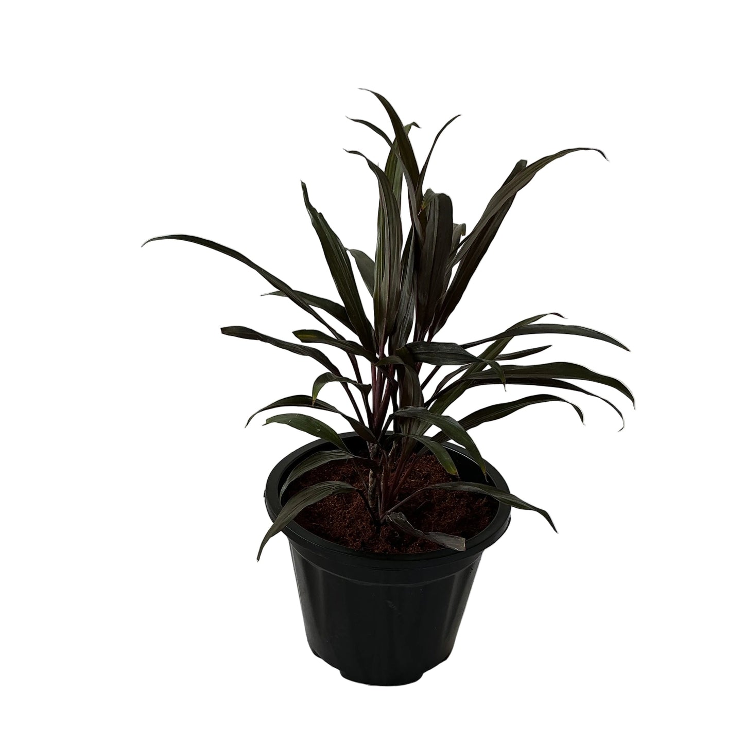Dracaena Black In 8 Inch Black Nursery Pots