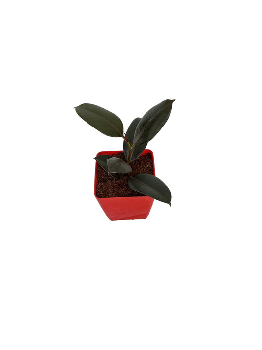 Ruber plant in 4 inch red orchid square pot