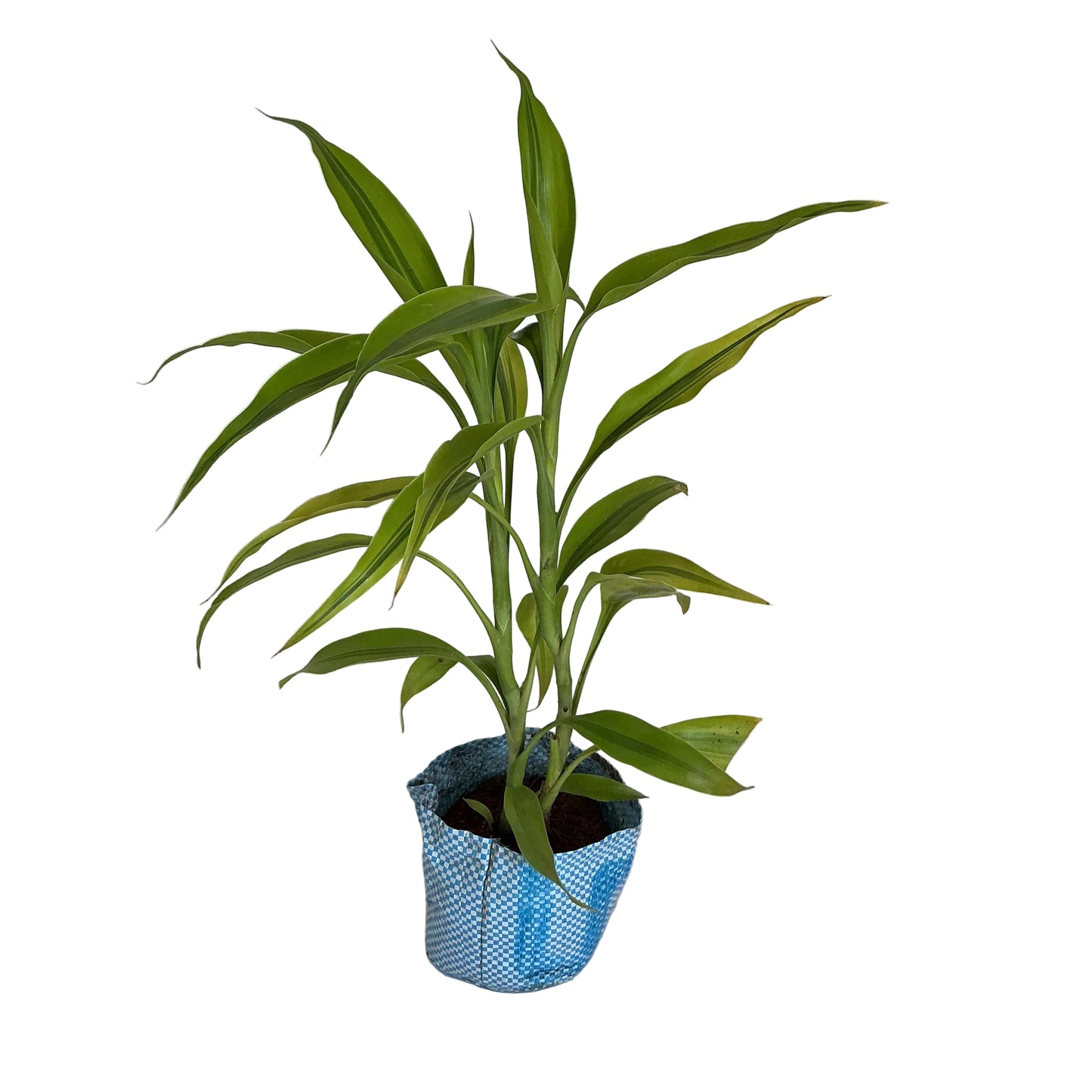 Golden Lucky Bamboo in 4 inch polybag