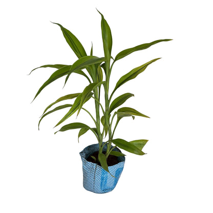 Golden Lucky Bamboo in 4 inch polybag