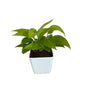 Golden Money Plant in 4 inch white orchid square pot