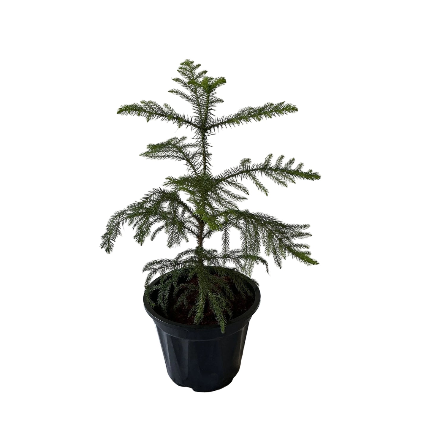 Araucaria Plant In 10 Inch Black Nursery Pot