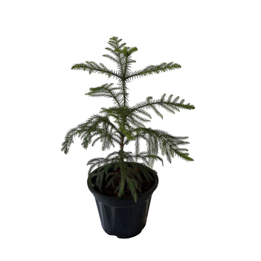 Araucaria Plant In 10 Inch Black Nursery Pot