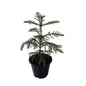 Araucaria Plant In 10 Inch Black Nursery Pot