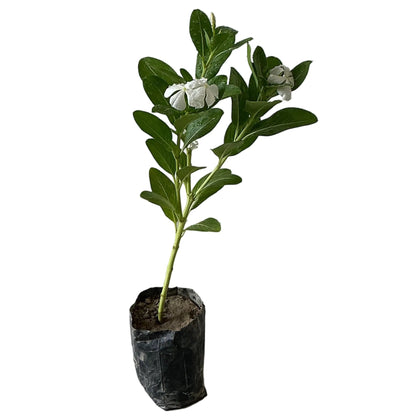 Sadabahar Flower Plant In 4 Inch Poly Bag Any Colour