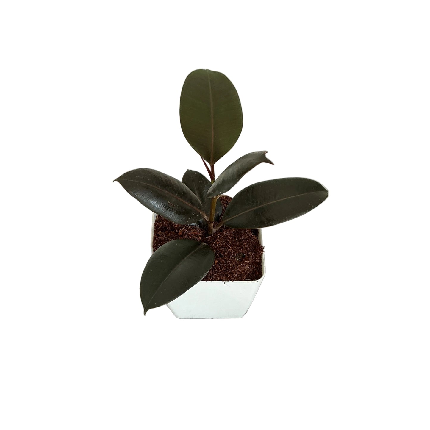 Ruber plant in 4 inch white square orchid pot