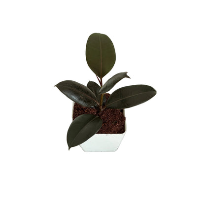 Ruber plant in 4 inch white square orchid pot