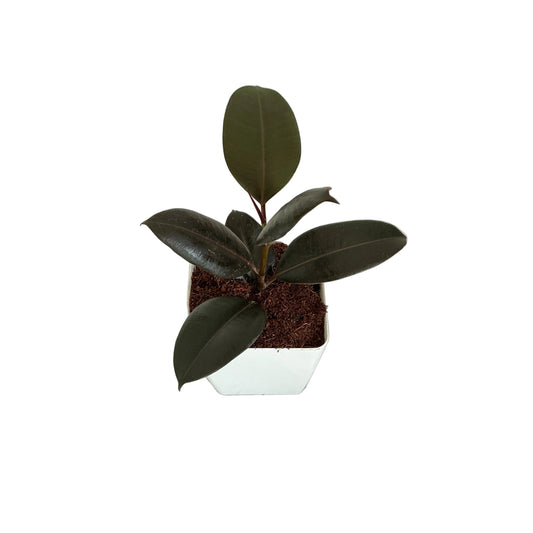 Ruber plant in 4 inch white square orchid pot