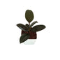Ruber plant in 4 inch white square orchid pot