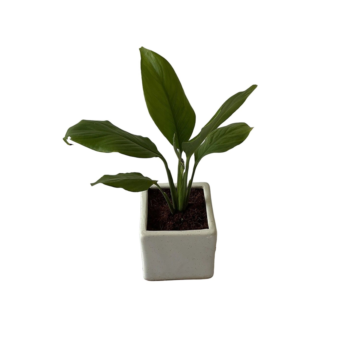 Peace Lily Plant In 4 Inch Square Ceramic Pot