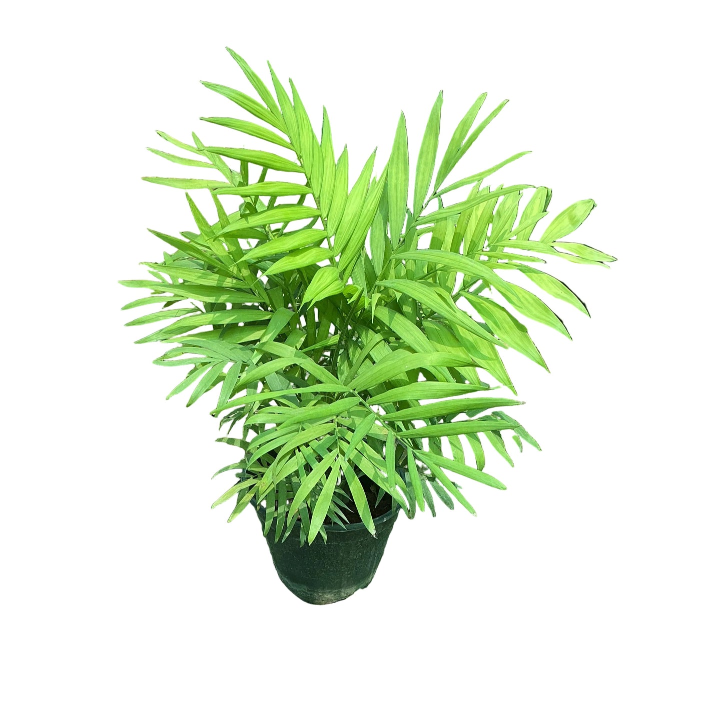 Chamaedorea Plant In 6 Inch Nursery Pot