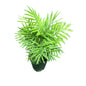 Chamaedorea Plant In 6 Inch Nursery Pot
