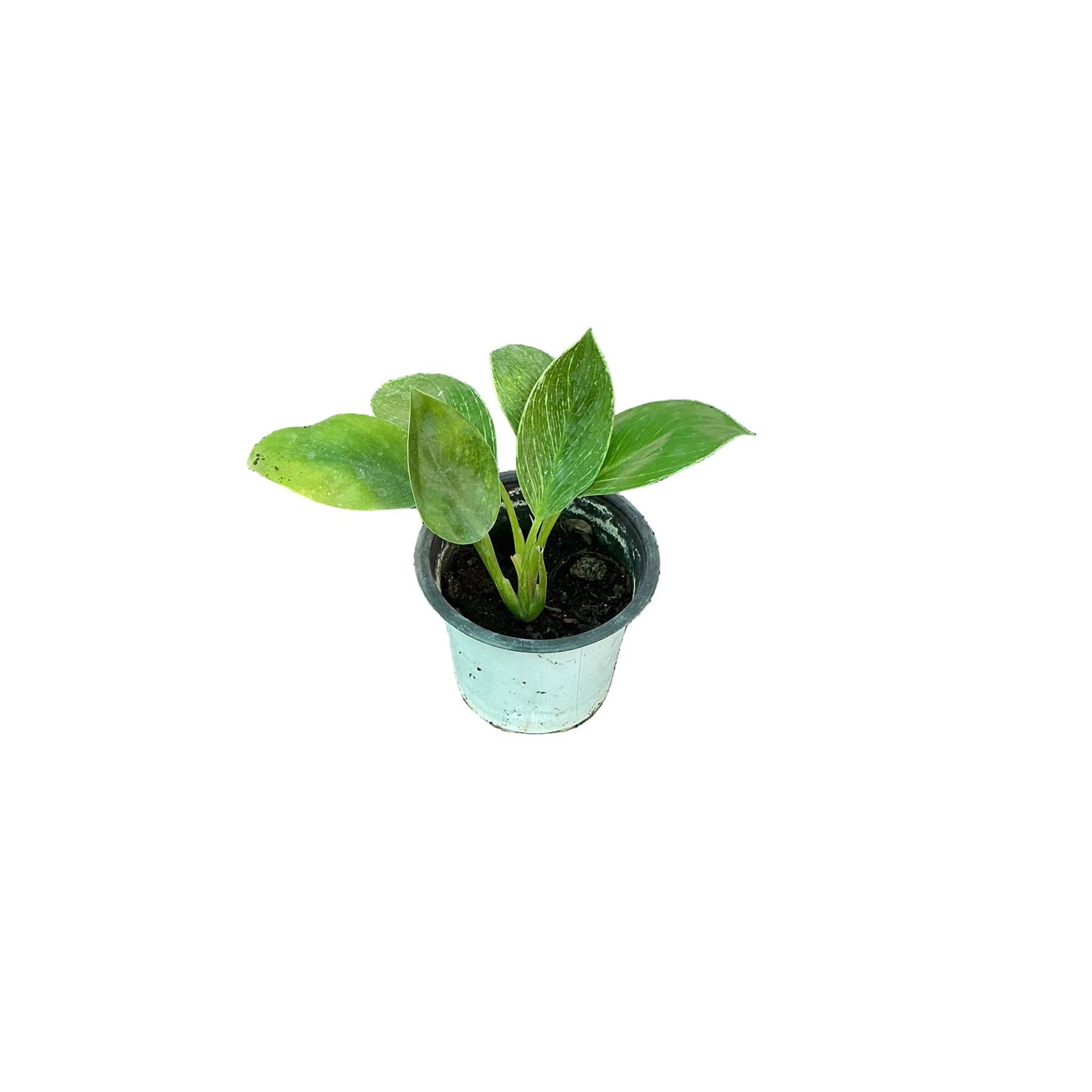 Philodendron Golden Plant In 4 Inch Nursery Pot