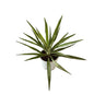 Silver yucca plant in 8 inch white nursery pot