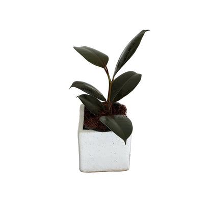 Ruber plant in 4 inch ceramic pots any design
