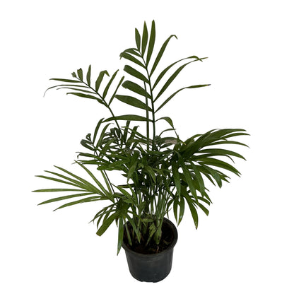 Chamaedorea plant in 4 inch black nursery pot