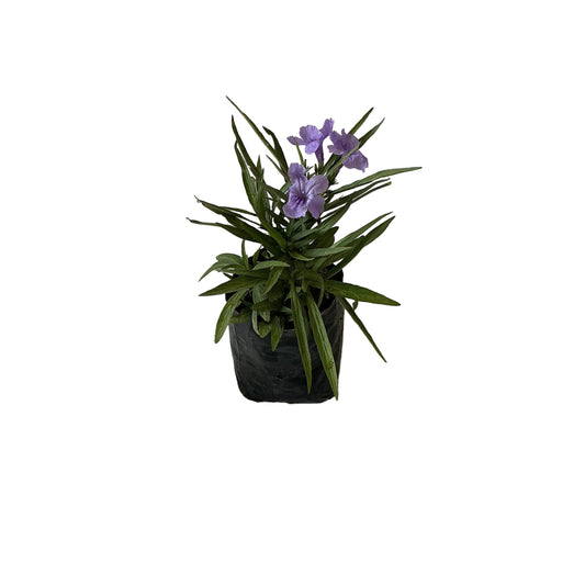 Ruellia Flower Plant In 4 Inch Poly Bag