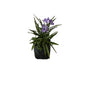 Ruellia Flower Plant In 4 Inch Poly Bag