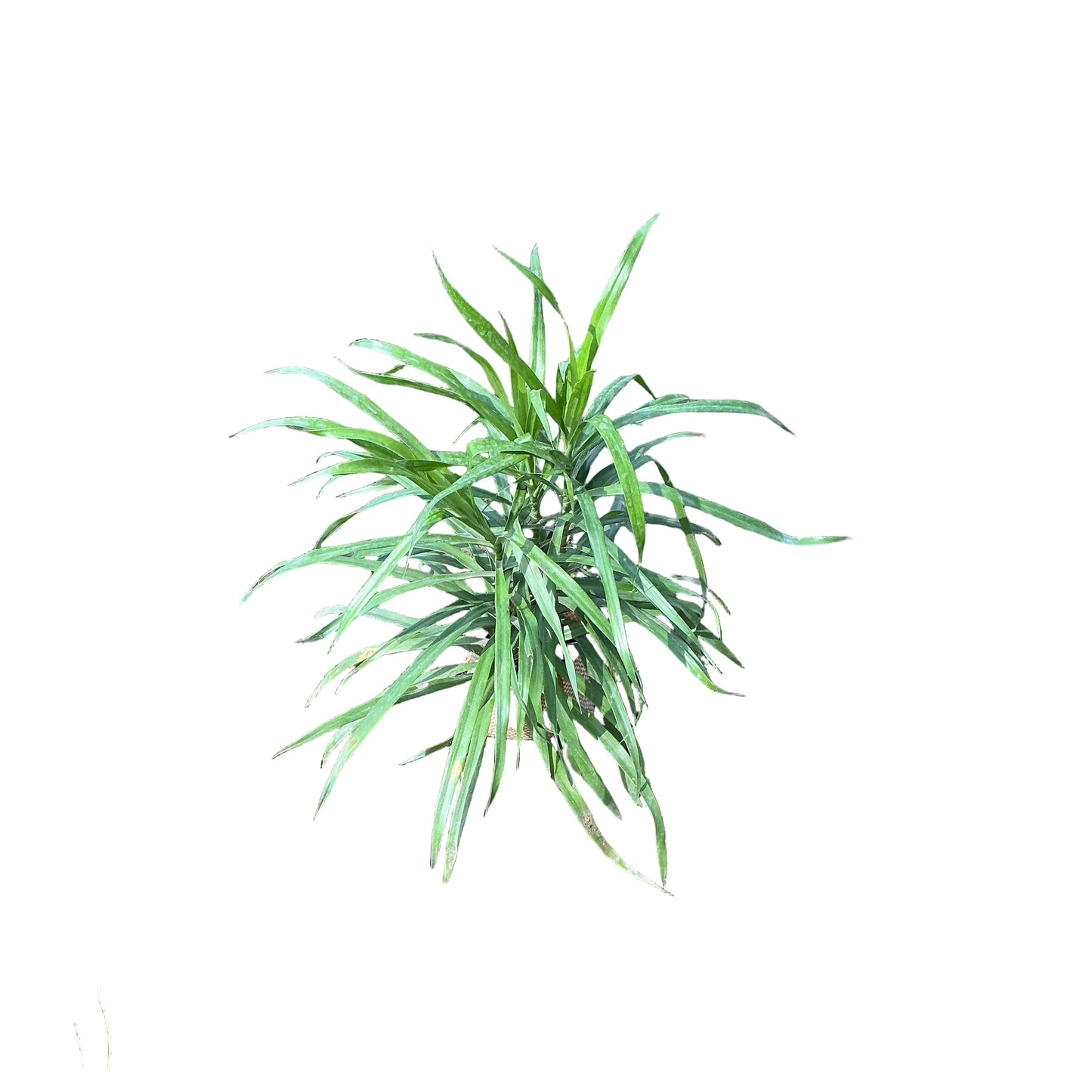 Dracaena Green Plant In 4 Inch Bag