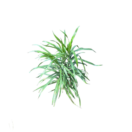Dracaena Green Plant In 4 Inch Bag