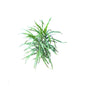 Dracaena Green Plant In 4 Inch Bag