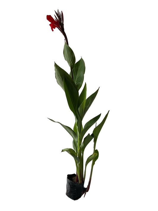 Canna lily Flower Plant In 8 Inch Poly Bag