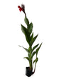 Canna lily Flower Plant In 8 Inch Poly Bag