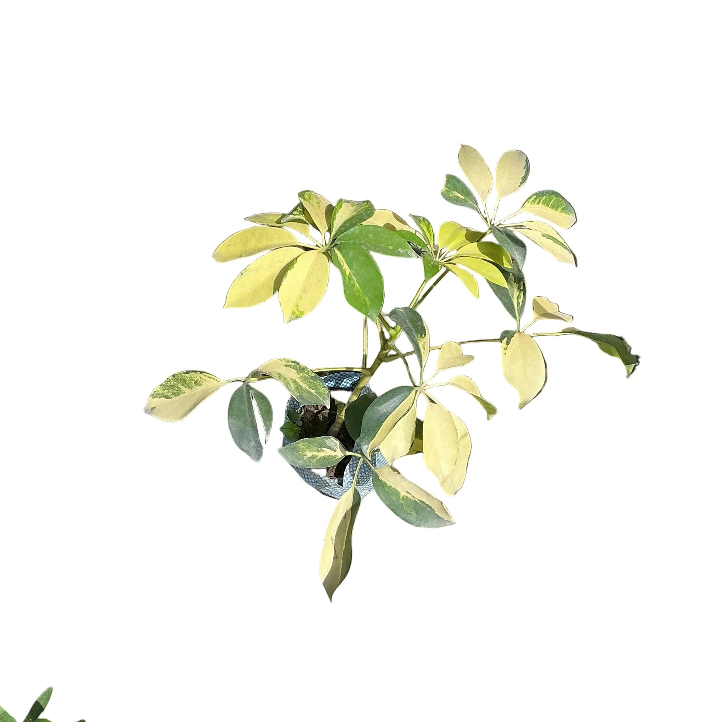 Schefflera Verigated Plant In 4 Inch Bag