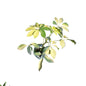 Schefflera Verigated Plant In 4 Inch Bag
